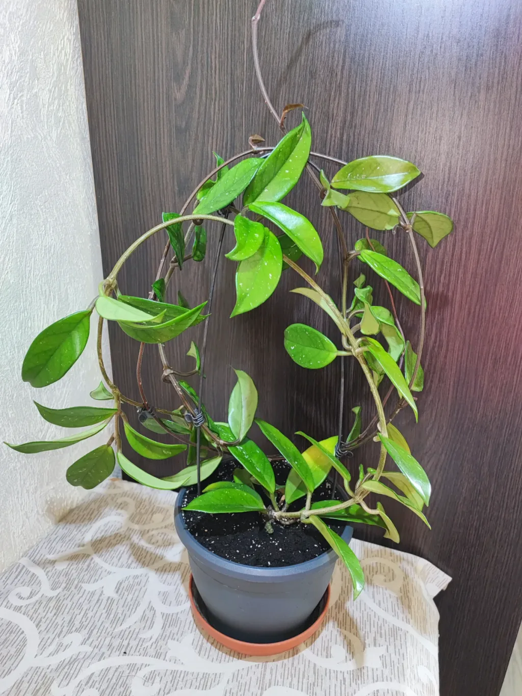 🌿 Хойя карноза (hoya carnosa)