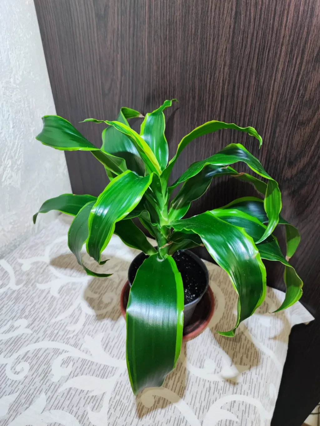 🌿 Драцена запашна Дорадо (dracaena fragrans dorado)