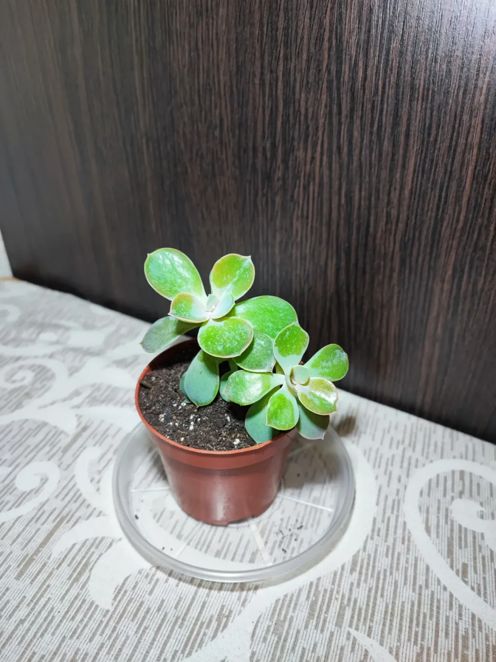 🌿 Ечеверія (echeveria)