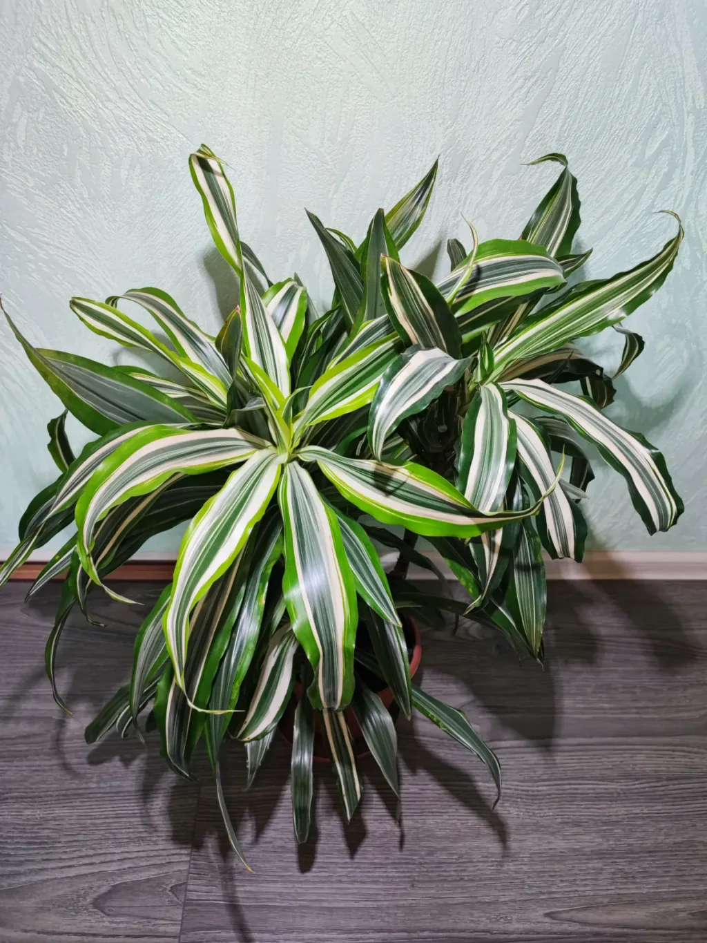 🌿 Драцена запашна (dracaena fragrans), 3 ствола