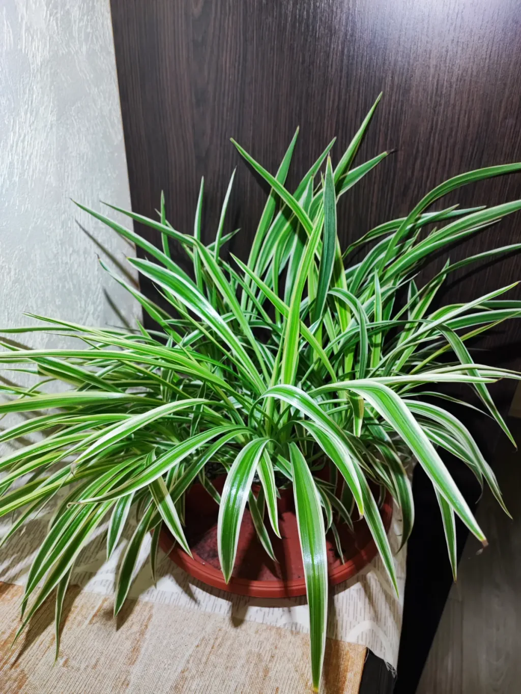 🌿 Хлорофітум Чубатий Оушен (chlorophytum comosum ocean)
