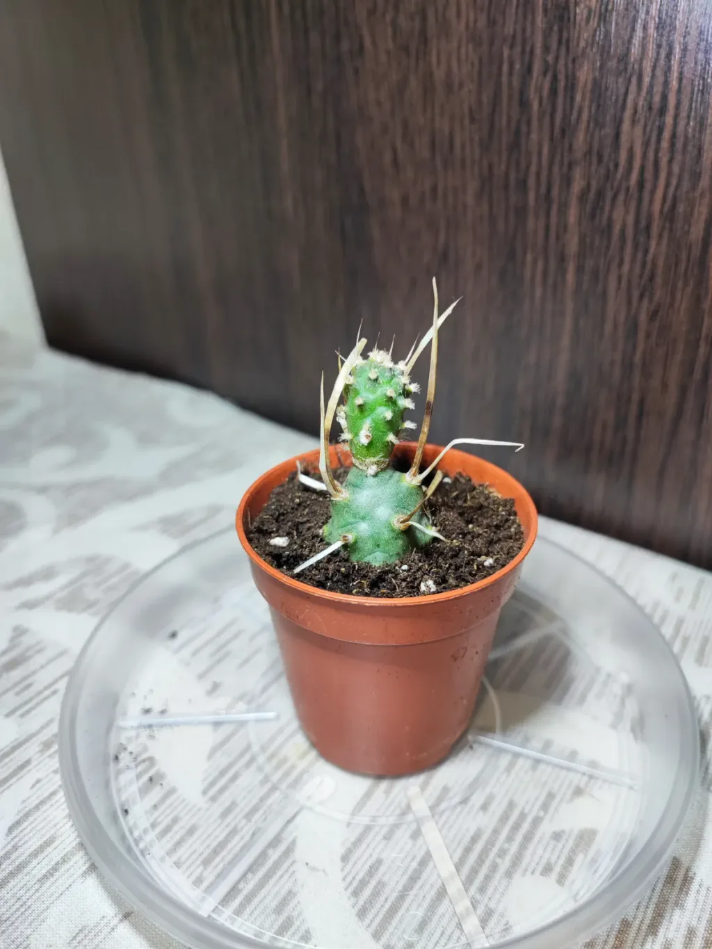 🌿 Тефрокактус артикулатус (tephrocactus articulatus)