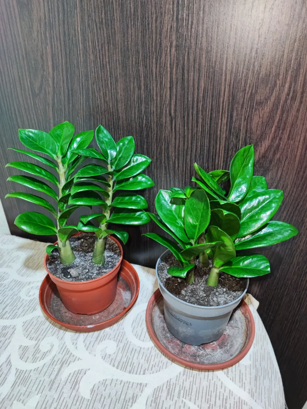 🌿 Заміокулькас Зензі (zamioculcas zamiifolia zenzi)