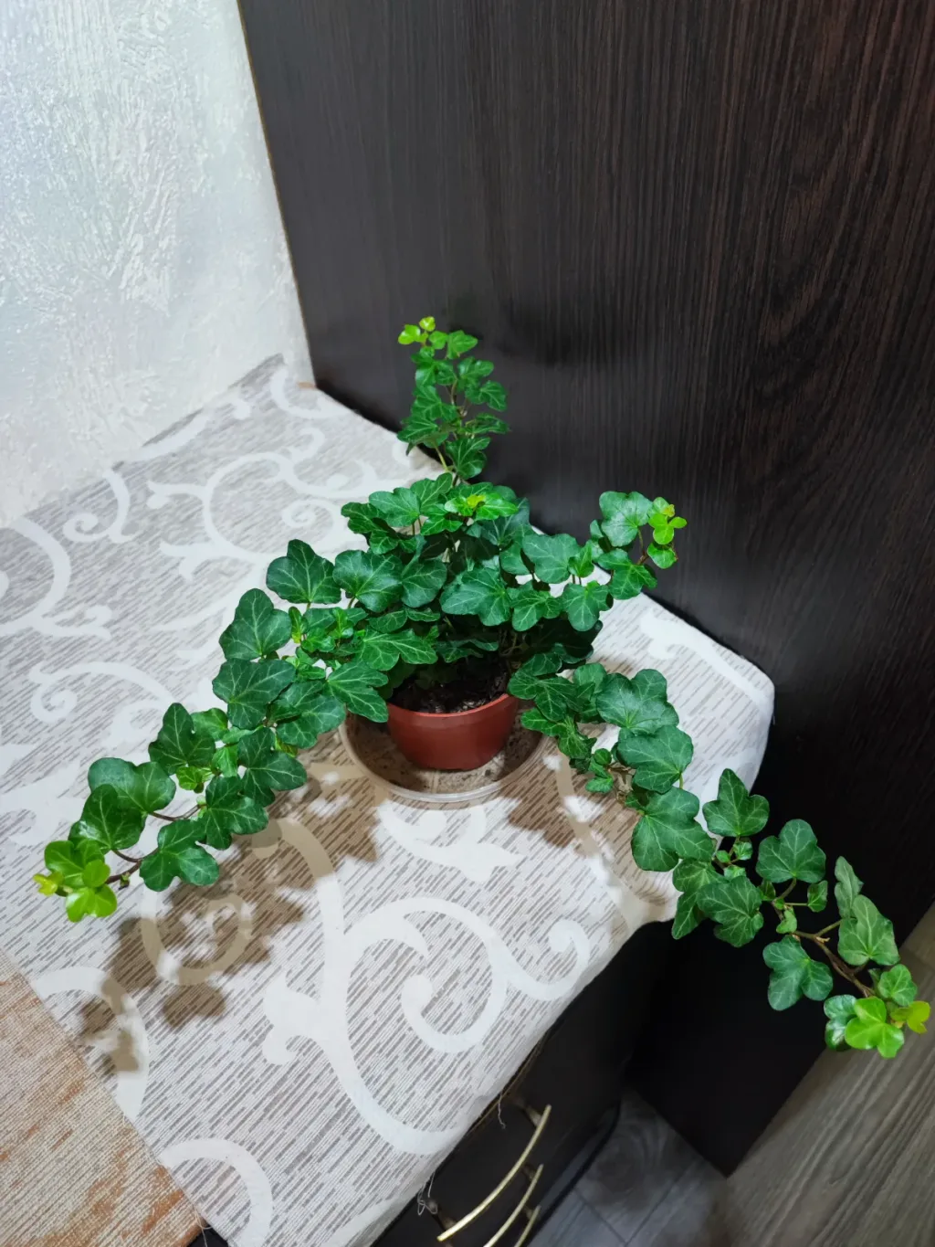 🌿 Плющ звичайний (hedera helix wonder)