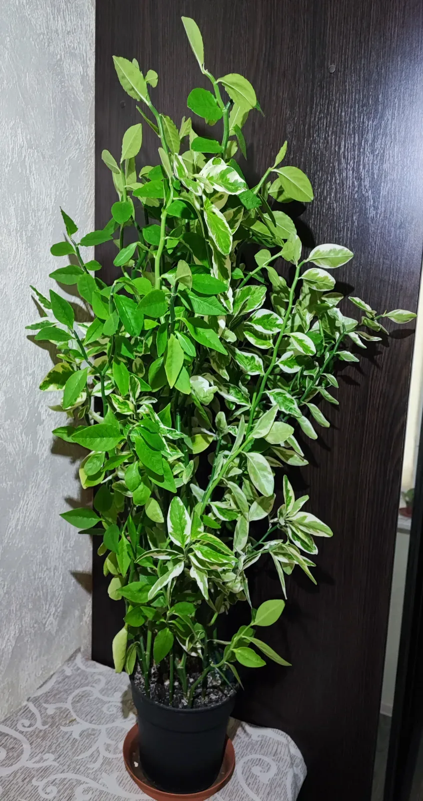 🌿 Педілантус (pedilanthus tithymaloides variegatus)