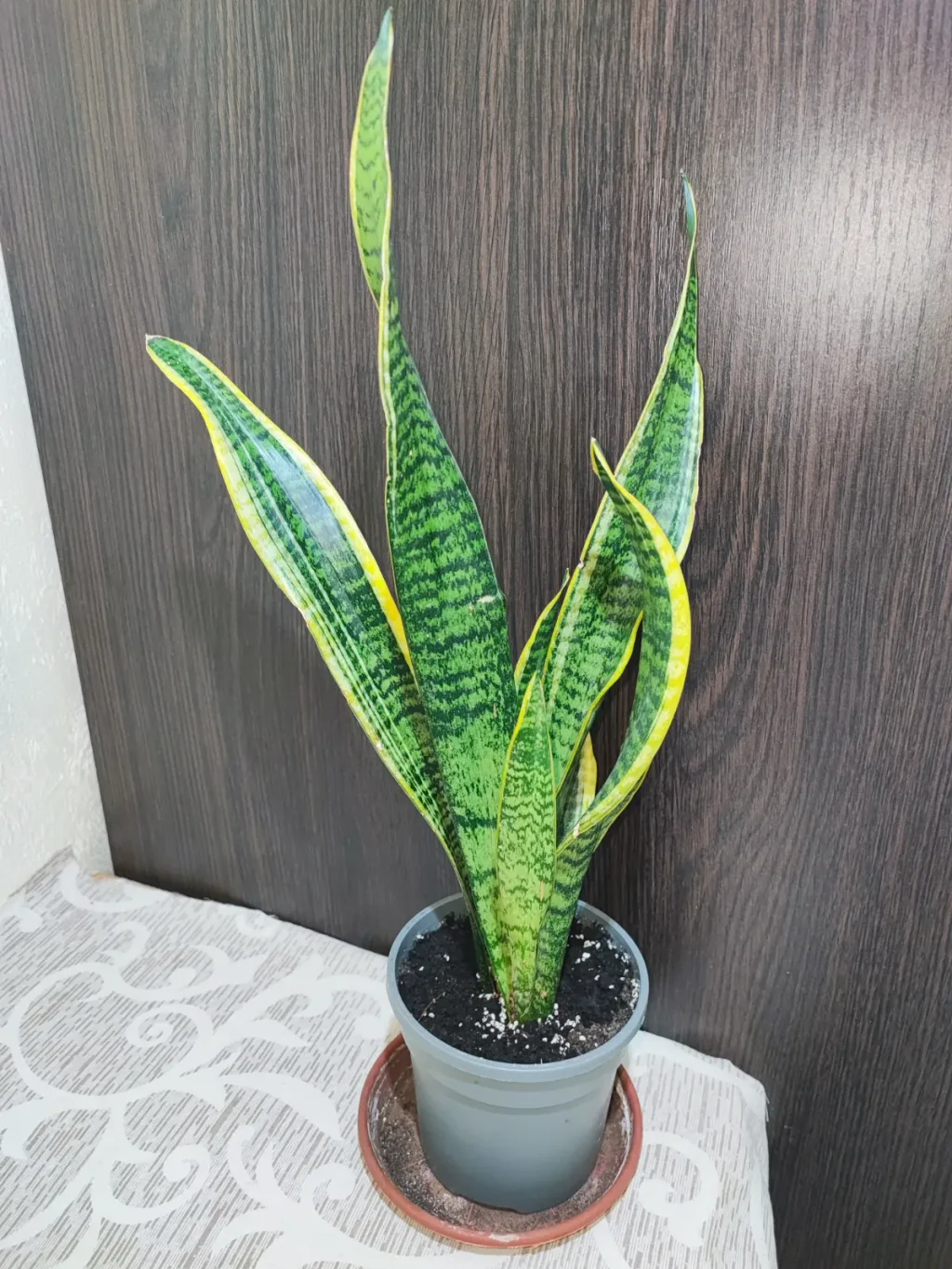 🌿 Сансевієрія трисмугова Лауренті (sansevieria trafasciata laurentii)