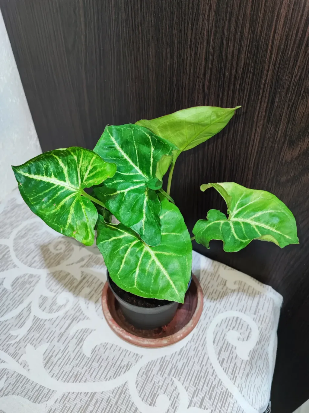🌿 Сингоніум ніжколистий (syngonium podophyllum)
