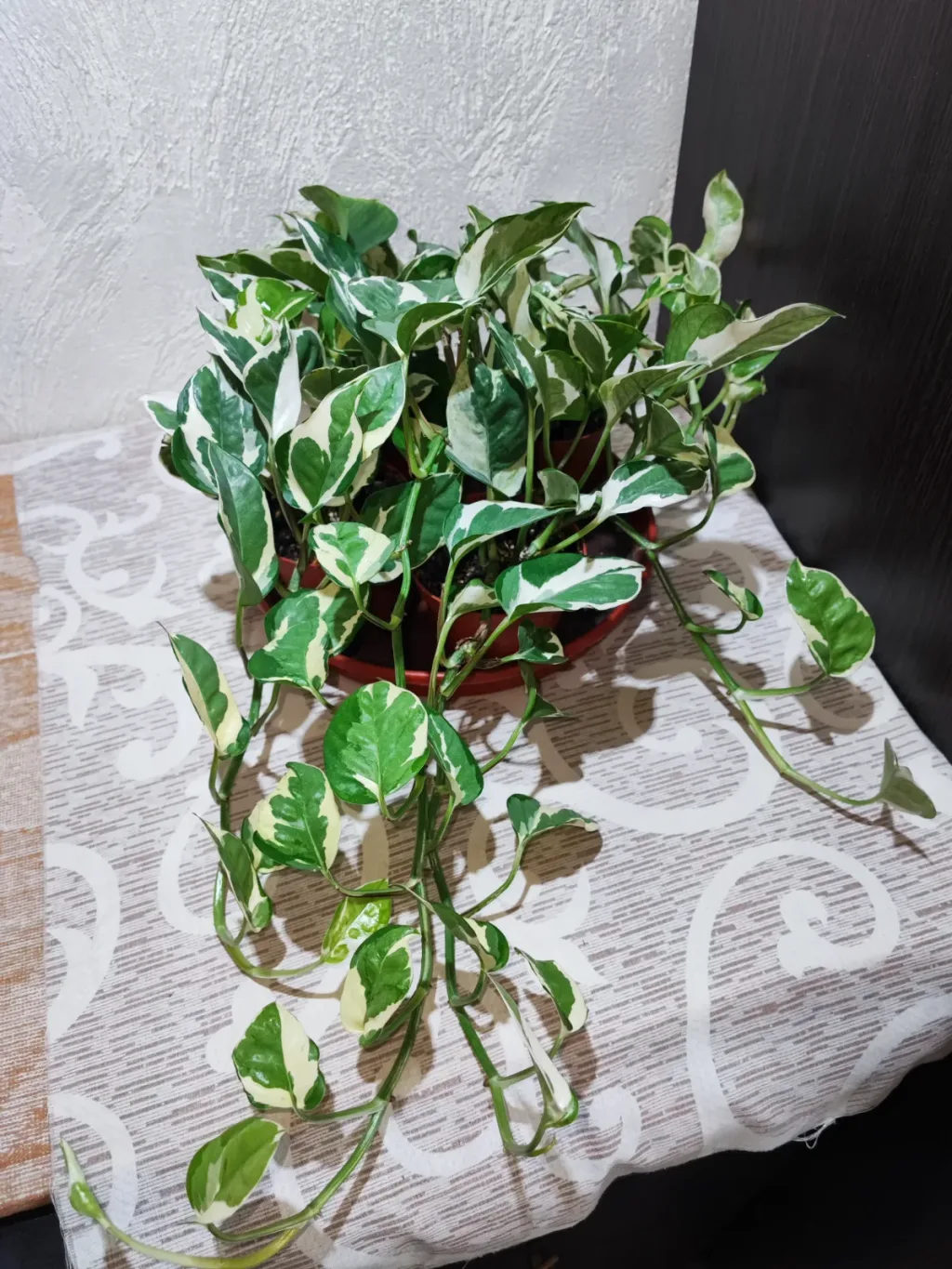 🌿 Епіпремнум Н-Джой (epipremnum aureum njoy)