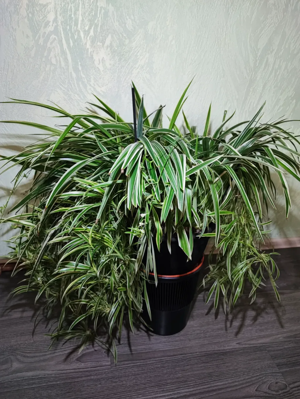 🌿 Хлорофітум Чубатий Оушен XXXL (chlorophytum comosum ocean)