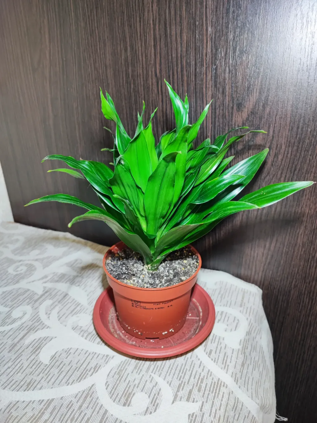 🌿 Драцена запашна компакта (dracaena fragrans compacta)