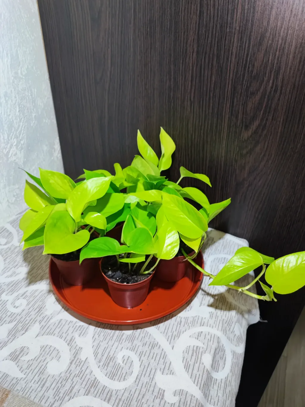 🌿 Епіпремнум Неон (epipremnum neon)