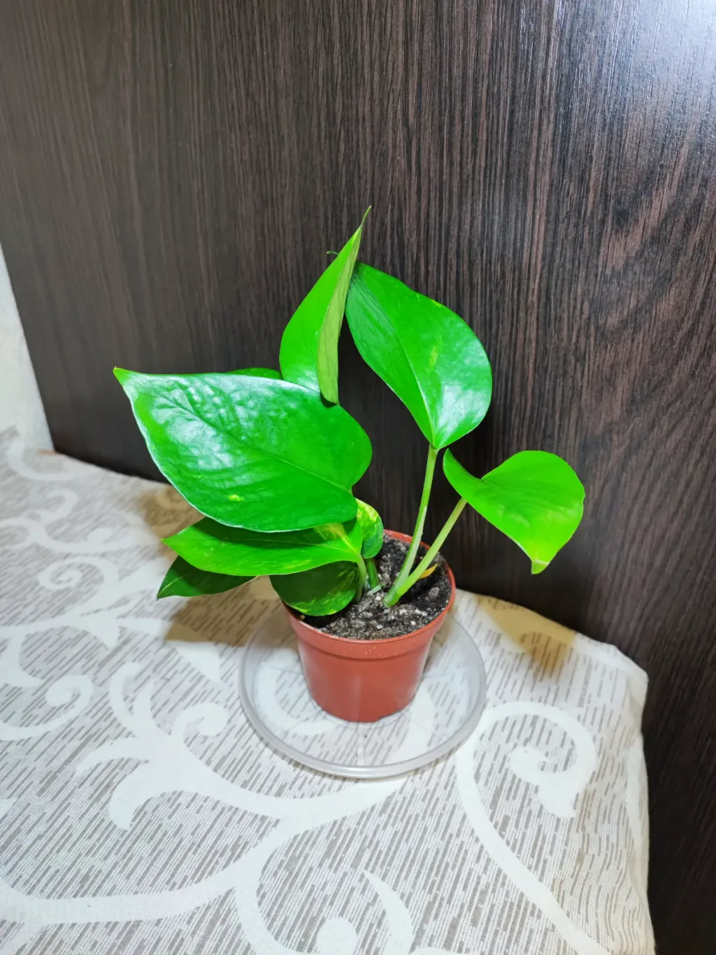 🌿 Епіпремнум Ауреум (epipremnum aureum)