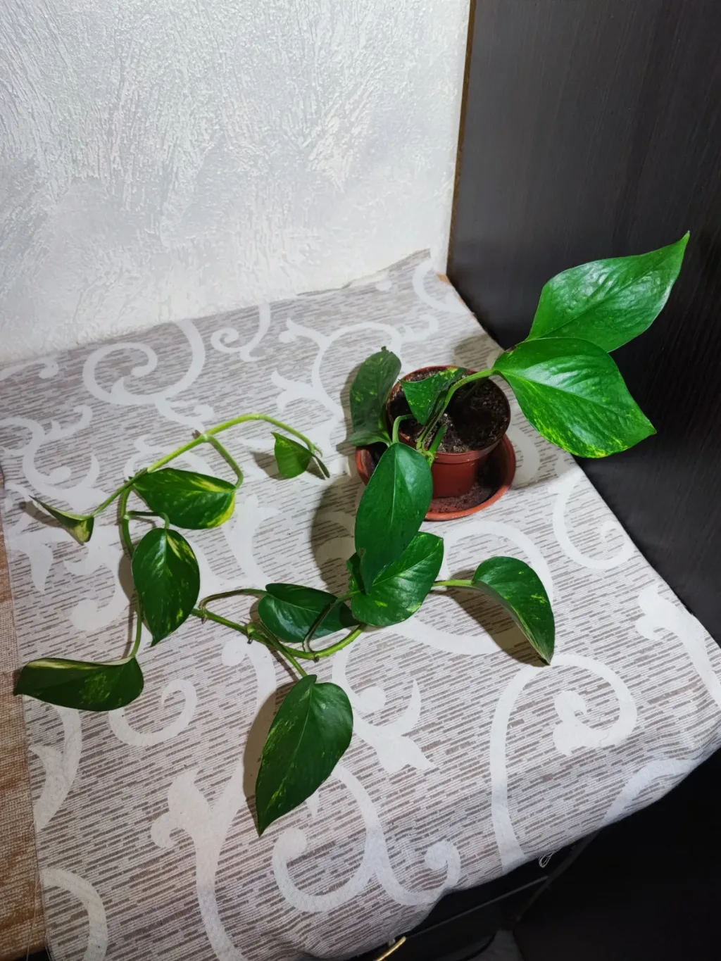 🌿 Епіпремнум Ауреум (epipremnum aureum)