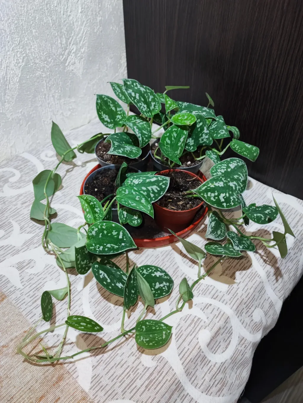 🌿 Сциндапсус розписний Аргіреус (scindapsus pictus argyraeus)
