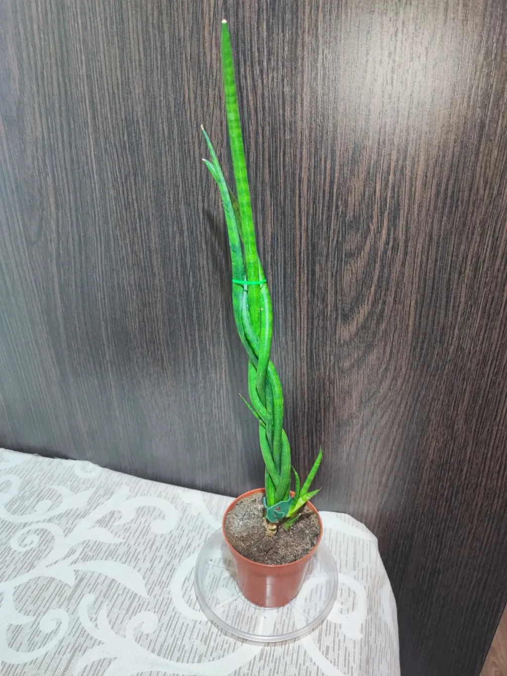 🌿 Сансевієрія Діжитаріум (sansevieria digitorum)