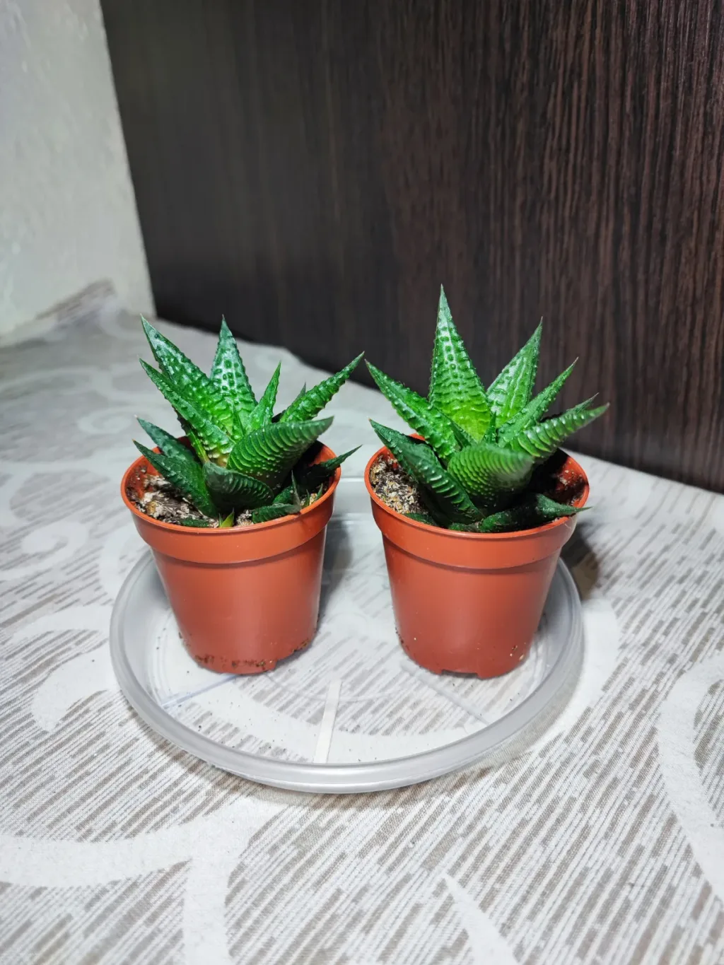 🌿 Хавортія (haworthiopsis limifolia)