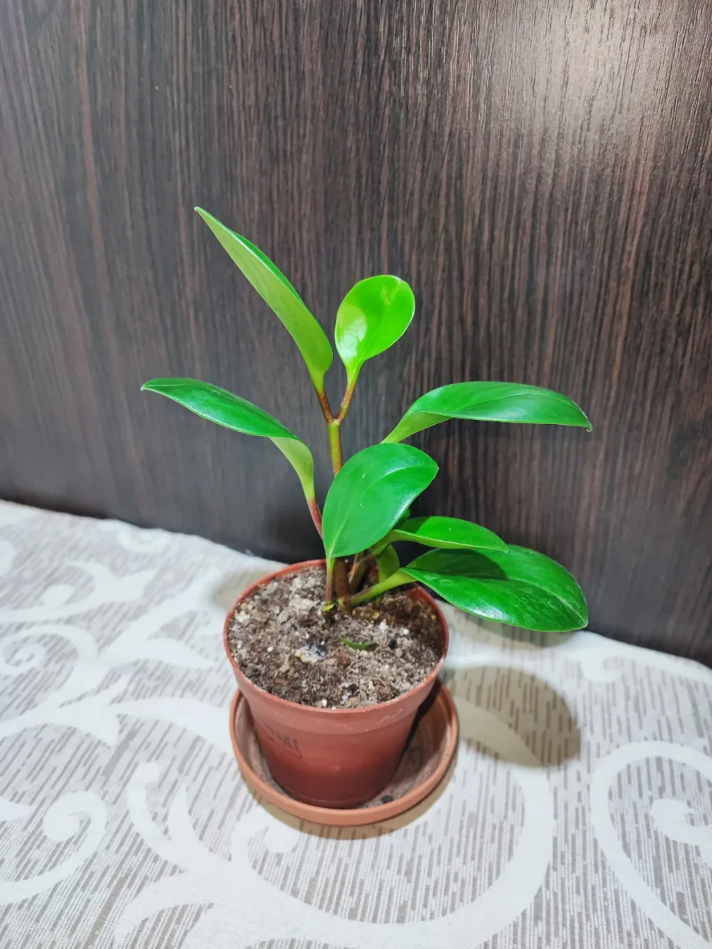 🌿 Пеперомія туполисна (peperomia obtusifolia green)