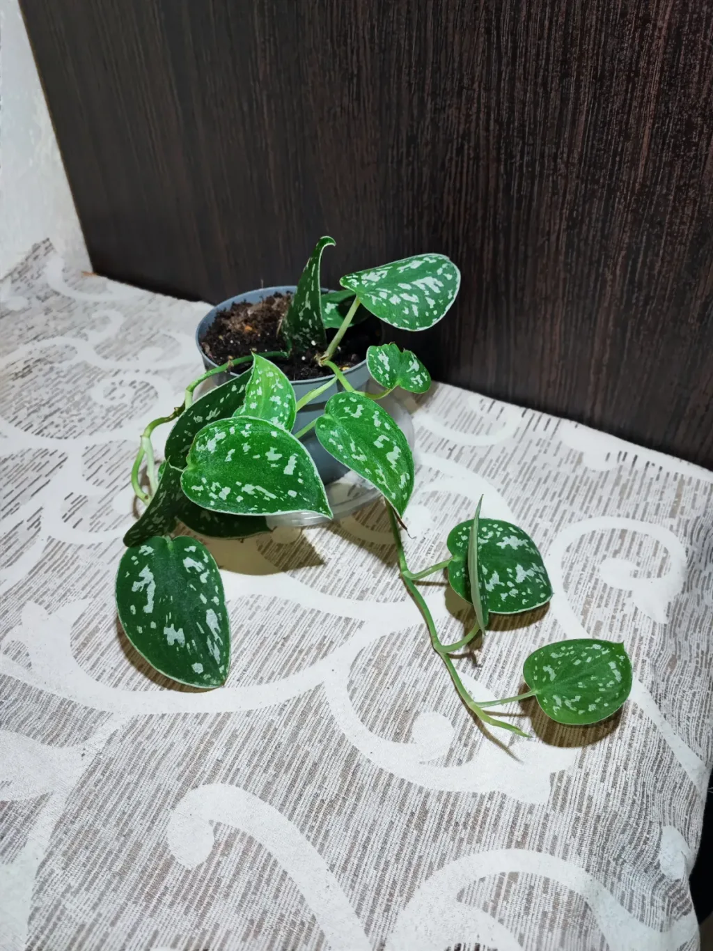 🌿 Сциндапсус розписний Аргіреус (scindapsus pictus argyraeus)