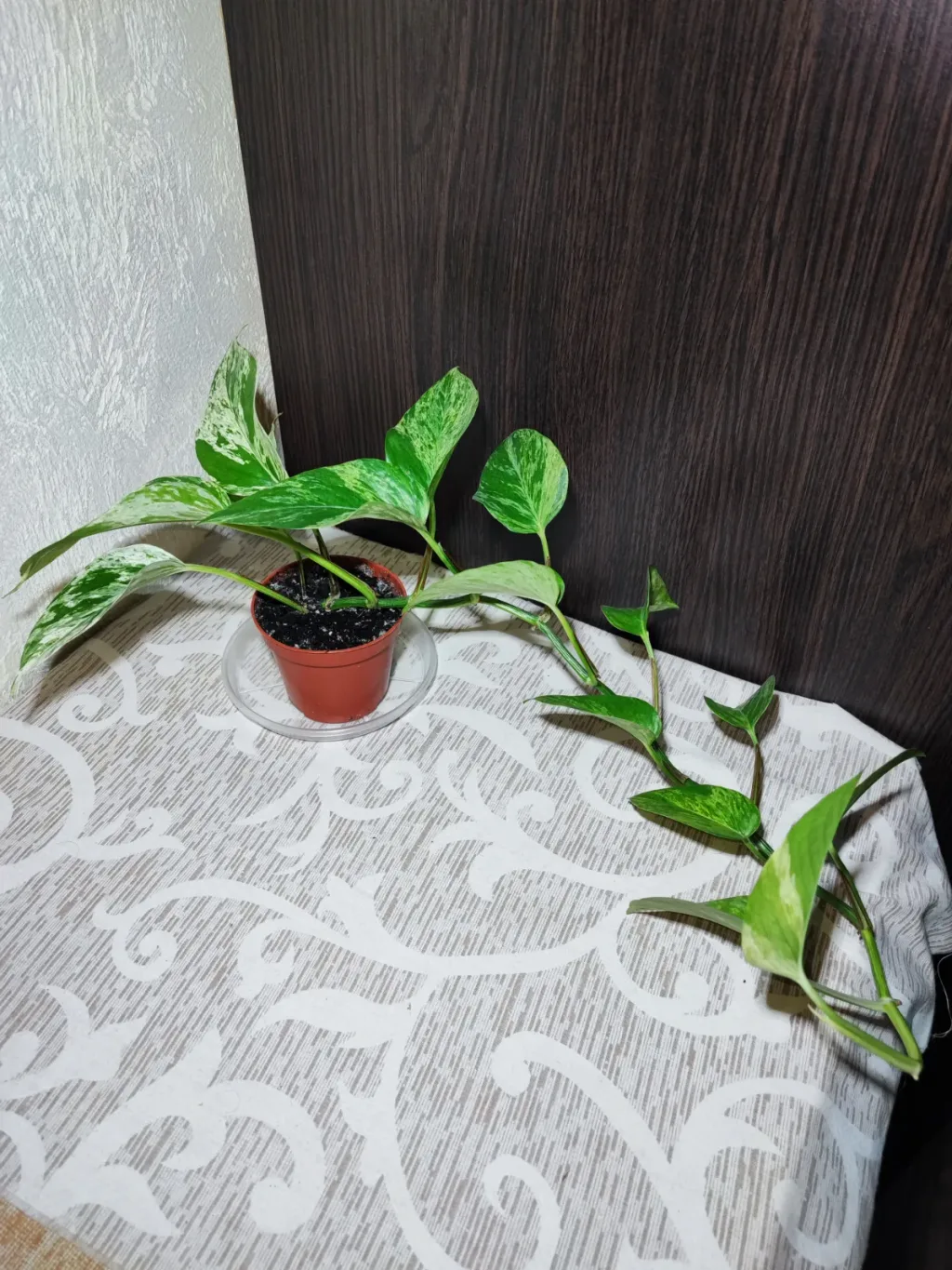 🌿 Епіпремнум Марбл Квін (epipremnum marble queen)