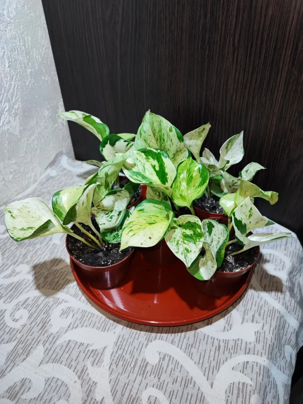 🌿 Епіпремнум Хеппі Ліф (epipremnum happy leaf)