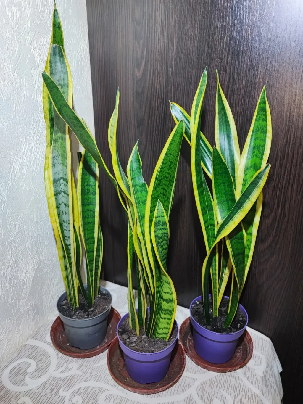 🌿 Сансевієрія трисмугова Лауренті (sansevieria trafasciata laurentii)